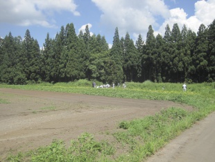 岡平　畑地