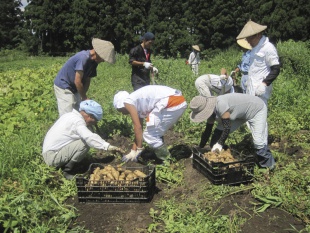 岡平　畑作業