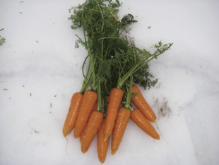 雪下野菜